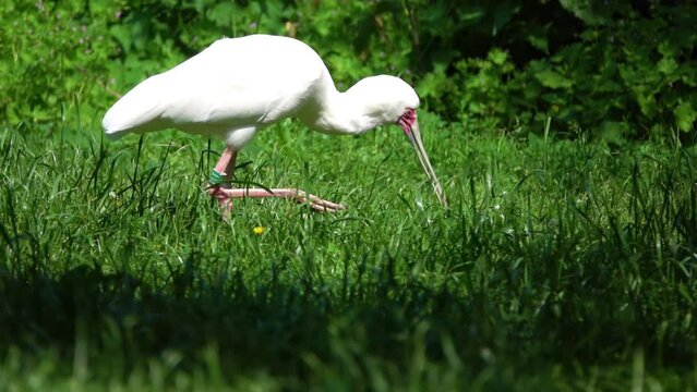African spoonbill (Platalea alba) is long-legged wading bird of ibis and spoonbill family Threskiornithidae. Species is widespread across Africa and Madagascar.
