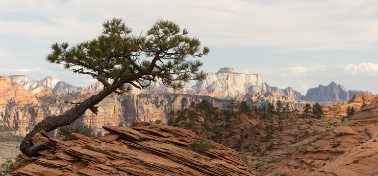 A pinyon pine tree leans towards the south, shaped by the harsh north winds in this arid climate of the American Southwest desert mountains and framed by rugged sandstone ridges.