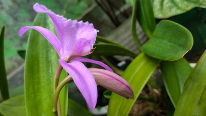 The light purple blooms and buds of Cattleya lawrenceana are a labiate species of Cattleya orchid.