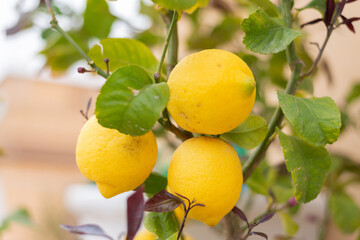 Large juicy yellow lemons on green branches, close-up, home garden, gardening, fruit cultivation