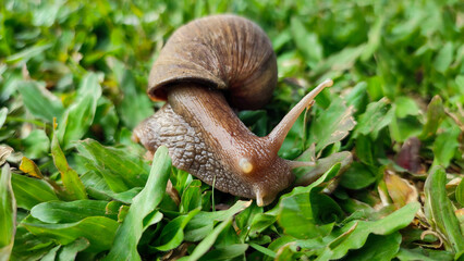 Snails is crawling on green grass, belong to the class of gastropod mollusks with circular, dull...