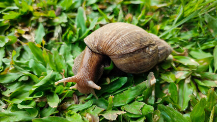 Snails is crawling on green grass, belong to the class of gastropod mollusks with circular, dull brown shells.