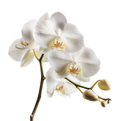 Capture the exquisite beauty of a fully bloomed white orchid in a stunning close up photo set against a transparent background