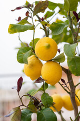 Large juicy yellow lemons on green branches, close-up, home garden, gardening, fruit cultivation