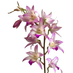 Dendrobium nestor orchids in full bloom beautifully stand out against a transparent background