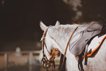 A beautiful dappled gray horse dressed in sports gear: saddle, bridle and saddlecloth. Equestrian...