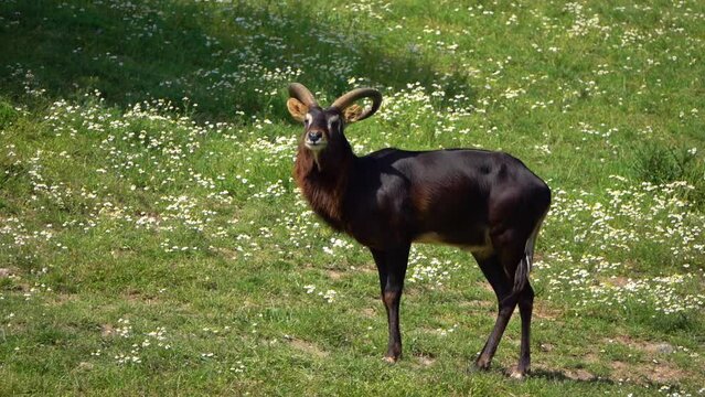 Nile lechwe or Mrs Gray's lechwe (Kobus megaceros) is an endangered species of antelope found in swamps and grasslands in South Sudan and Ethiopia.