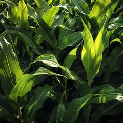 green field