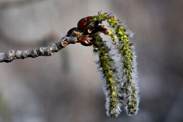 Aspen tree catkin which is the flower. They release pollen in the Spring