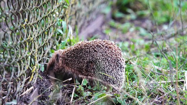 A brave hedgehog tries to enter the hen house through the netting. Hedgehogs love chicken eggs.