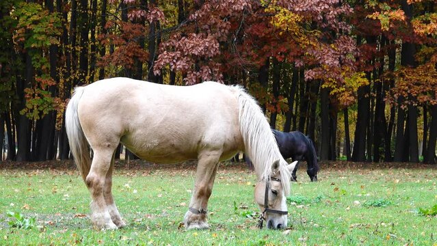 Beige and Black horse grazing in a beautiful city park autumn.