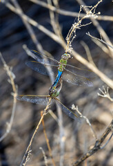 A pair of dragonflies copulating on a small branch.
