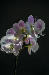 Pink phalaenopsis orchids on a black background. Close-up, selective focus.
