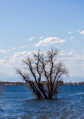Bare tree in the water. Barr Lake State Park, Colorado on the spring