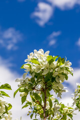Fresh white flowers of a blossoming apple tree with a natural background.