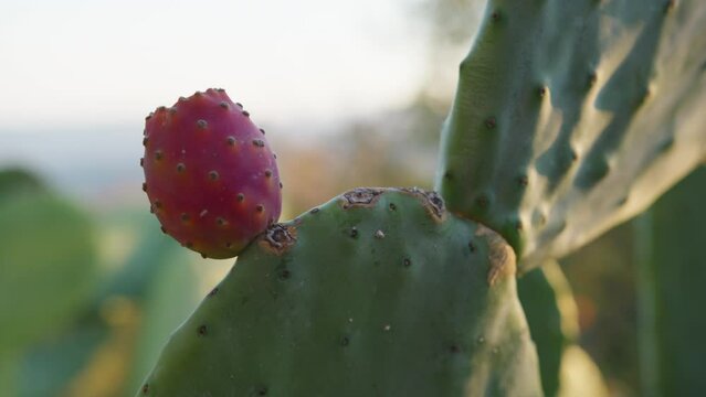 Prickly Pear Plant In Sicily Countryside