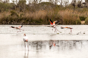 Wild flamingos (Phoenicopteridae) at the Camargue, france, europe in early spring outdoors. Wildlife birdwatching - obrazy, fototapety, plakaty