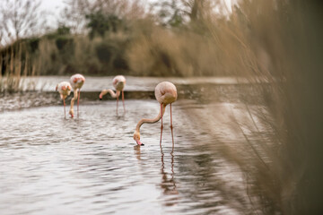 Wild flamingos (Phoenicopteridae) at the Camargue, france, europe in early spring outdoors. Wildlife birdwatching - obrazy, fototapety, plakaty