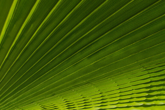 Texture of green leaves as background. Abstract background photo. Nature texture. Abstract colorful background. To add text. Close-up. Graphic design