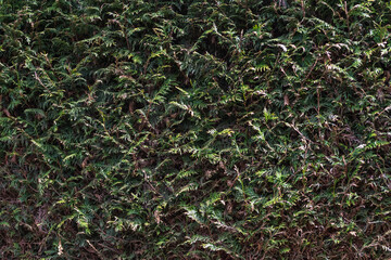 Spruce Hedge