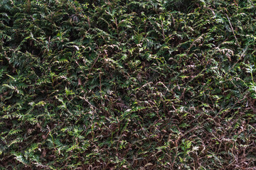 Spruce Hedge