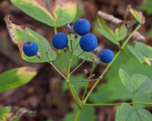 Caulophyllum thalictroides (Blue Cohosh) Spring Woodland Plant Native to North America © Brian Woolman