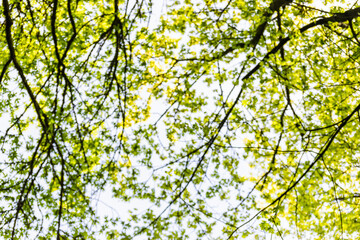 Blurry canopy