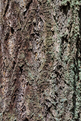 Douglas fir (pseudotsuga menziesii) Bark