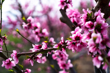 Almond flowering in pink