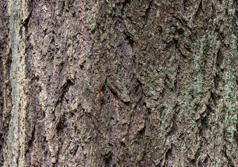 Douglas fir (Pseudotsuga menziesii)