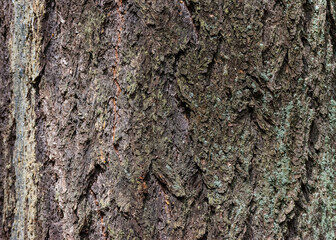 Douglas fir (pseudotsuga menziesii) Bark