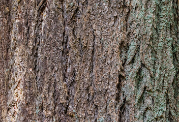 Douglas fir (Pseudotsuga menziesii)