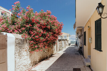 A picturesque Mediterranean alley adorned with bright red flowers and traditional houses with green shutters, capturing the essence of a serene summer day. - Powered by Adobe