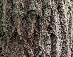 Douglas fir (Pseudotsuga menziesii)