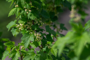 Small green blackcurrant flowers and green leaves.