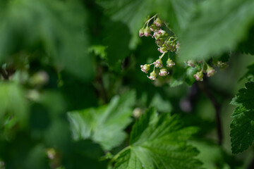 Small green blackcurrant flowers and green leaves.