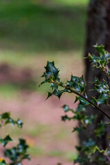 Holly Bush