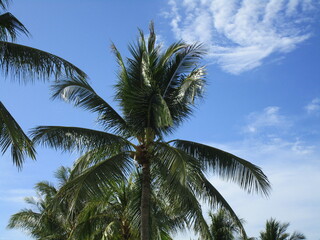 Fototapeta premium coconut palm against a partly cloudy sky viewed from below