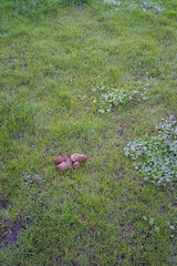 Dog poop in the lawn.