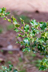 Holly Bush