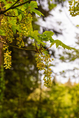 Bigleaf Maple (Acer macrophyllum)