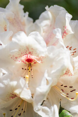 Cunningham's White Rhododendron 