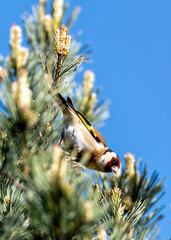 European Goldfinch (Carduelis carduelis) - Found across Europe, Asia & North Africa - 793327033
