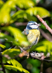 Blue Tit (Cyanistes caeruleus) - Found throughout Europe and parts of Asia - 793327060