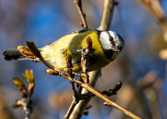 Blue Tit (Cyanistes caeruleus) - Found throughout Europe and parts of Asia - 793327083