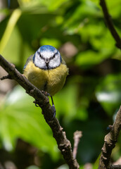 Blue Tit (Cyanistes caeruleus) - Found throughout Europe and parts of Asia - 793327084