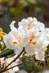 Obraz premium Cunningham's White Rhododendron 