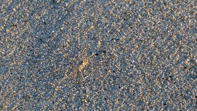 Tiny sand beach crab crabs run dig around on beach.