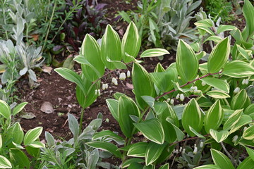 Solomon’s seal flowers. Asparagaceae perennial plants. White pot-shaped flowers bloom in the spring. The young shoots and rhizomes are edible and used in herbal medicine.