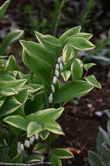 Solomon’s seal flowers. Asparagaceae perennial plants. White pot-shaped flowers bloom in the spring. The young shoots and rhizomes are edible and used in herbal medicine.